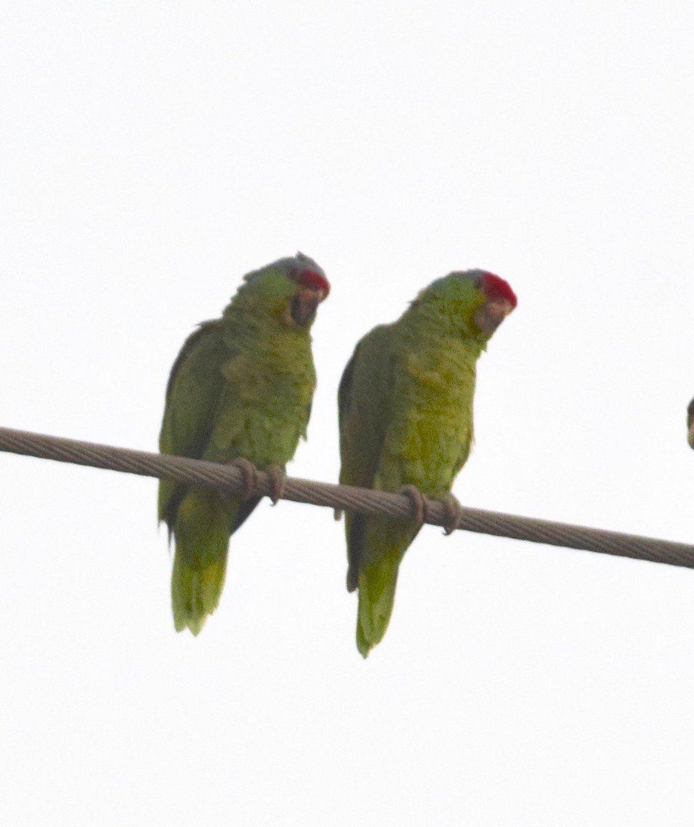 Lilac-crowned Amazon - ML644554518