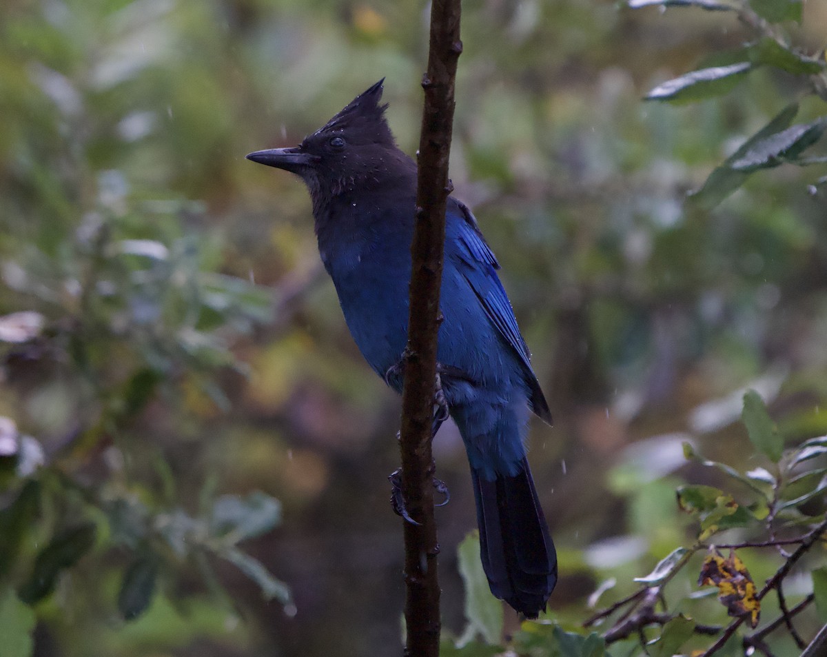 Chara de Steller (grupo stelleri) - ML644554519