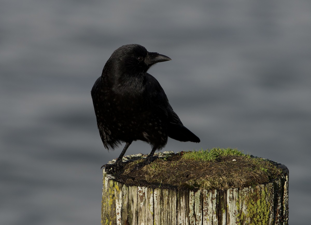 Cuervo Americano - ML644554520