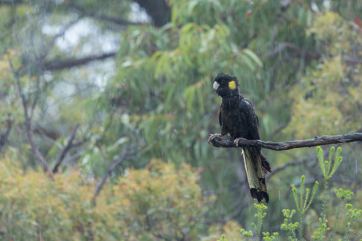 キイロオクロオウム - ML644554522