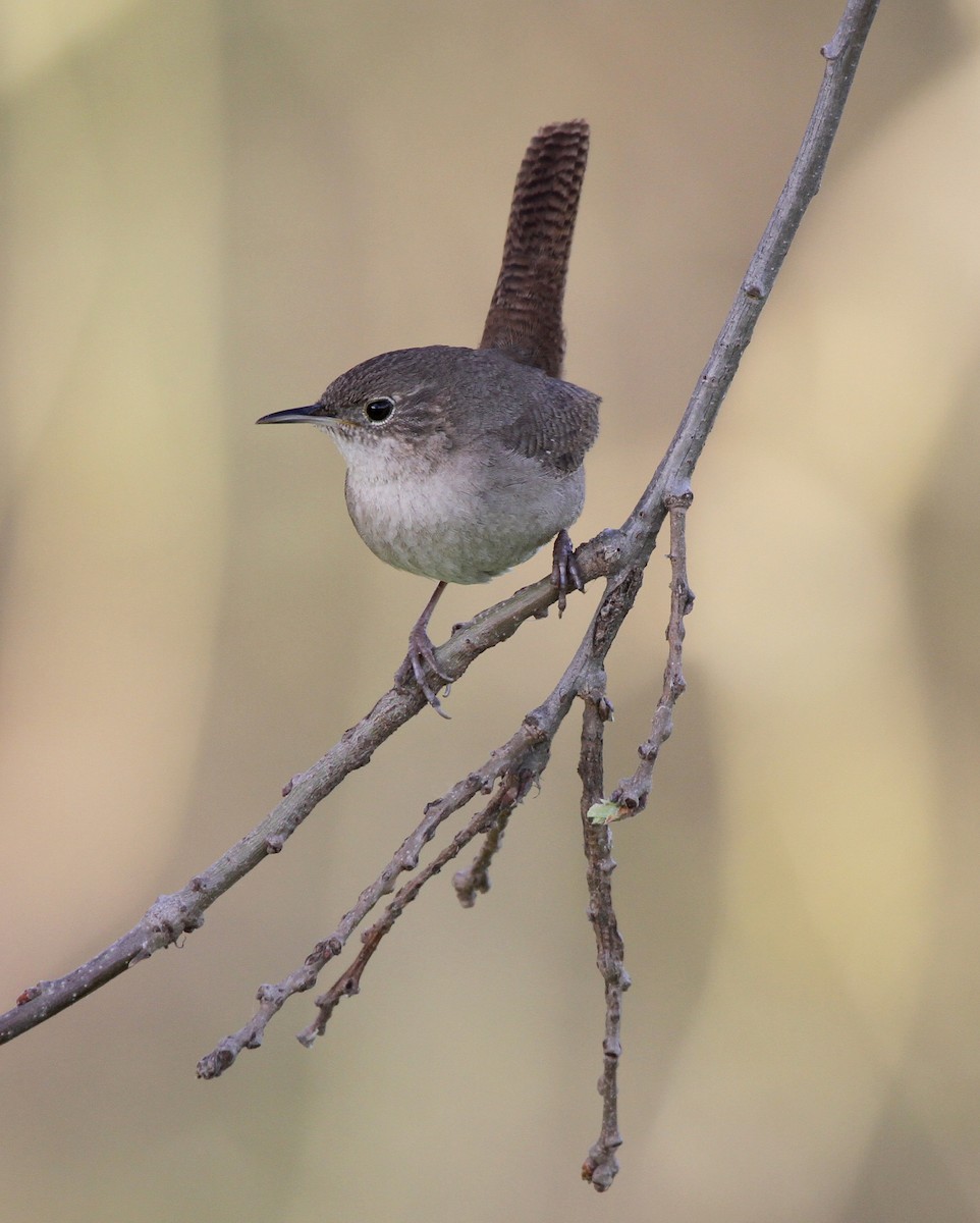 Northern House Wren - ML644554524