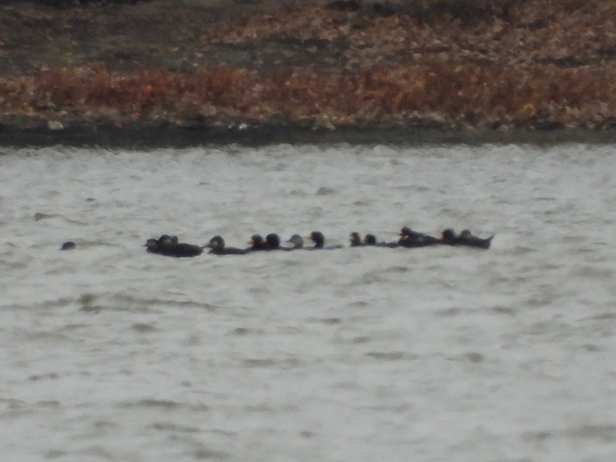 Ahatebeltz amerikarra - ML644554527