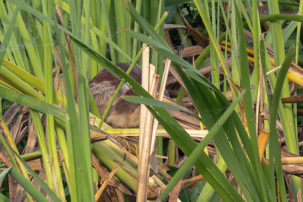 Least Bittern - ML644554532