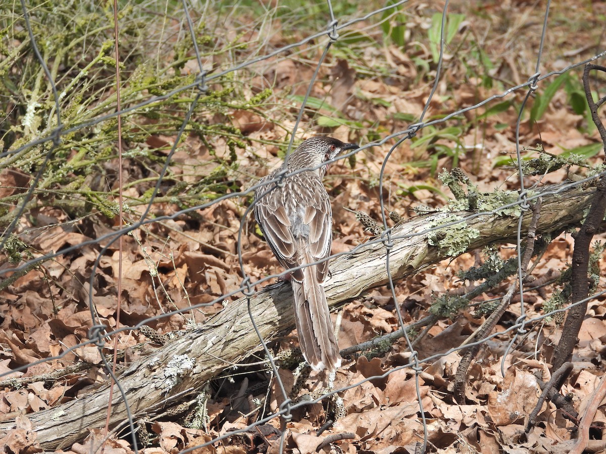 Red Wattlebird - ML644554533