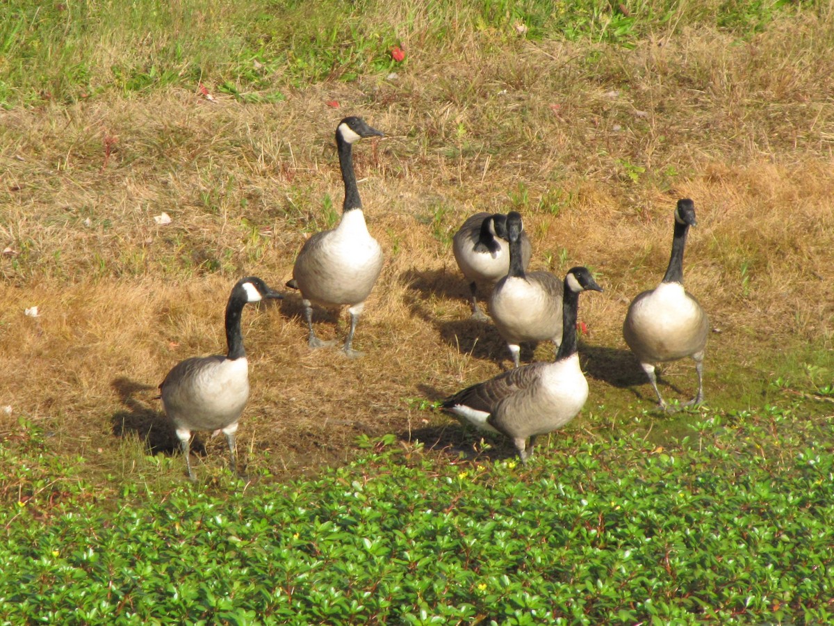 Canada Goose - ML644554534
