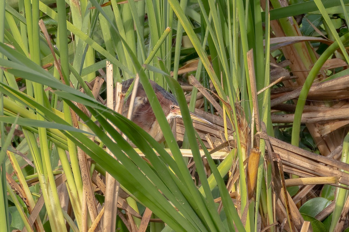 Least Bittern - ML644554539