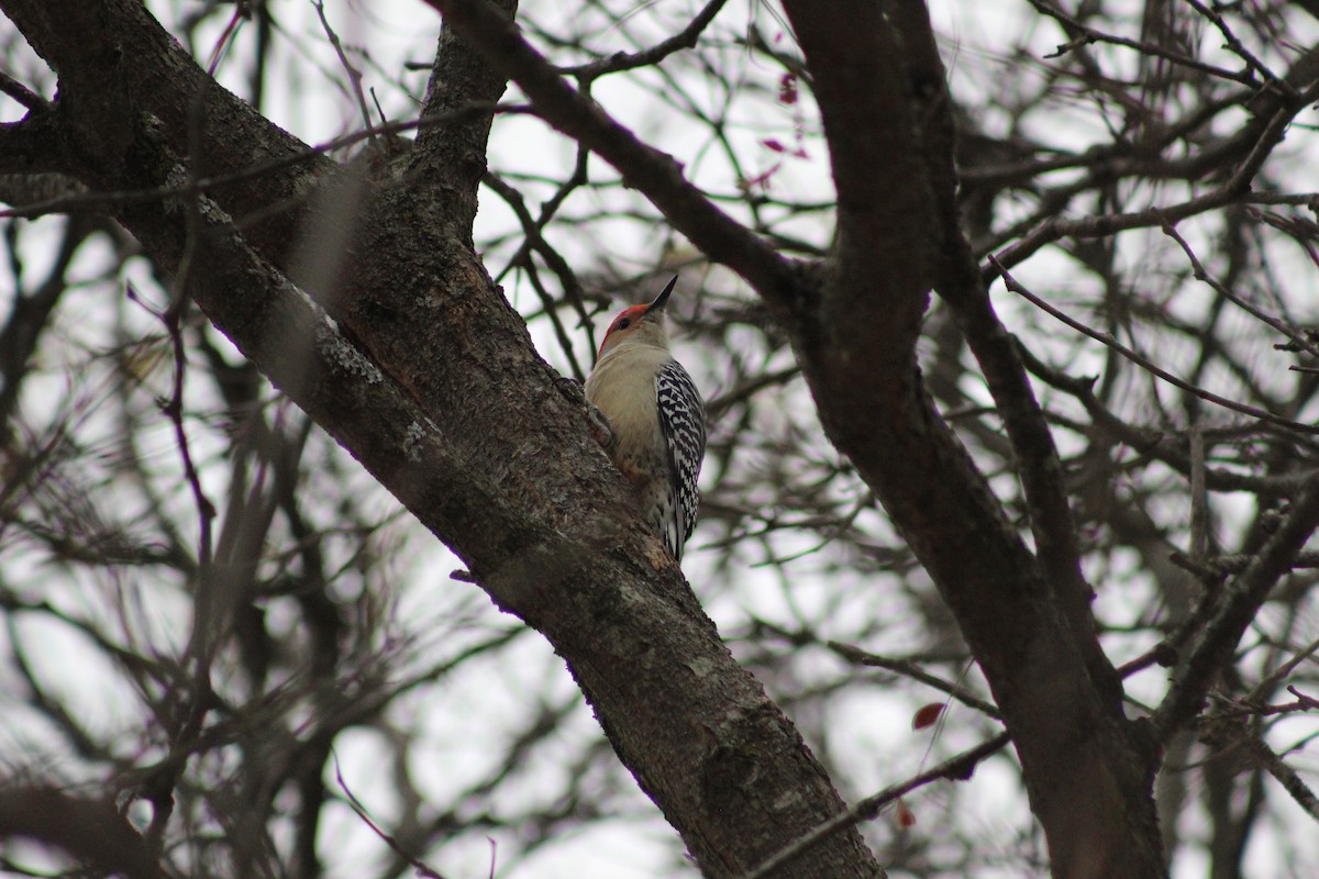 シマセゲラ - ML644554540