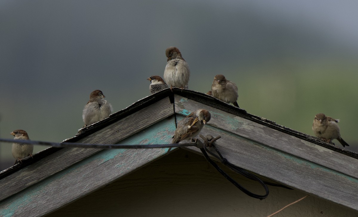 Gorrión Común - ML644554544