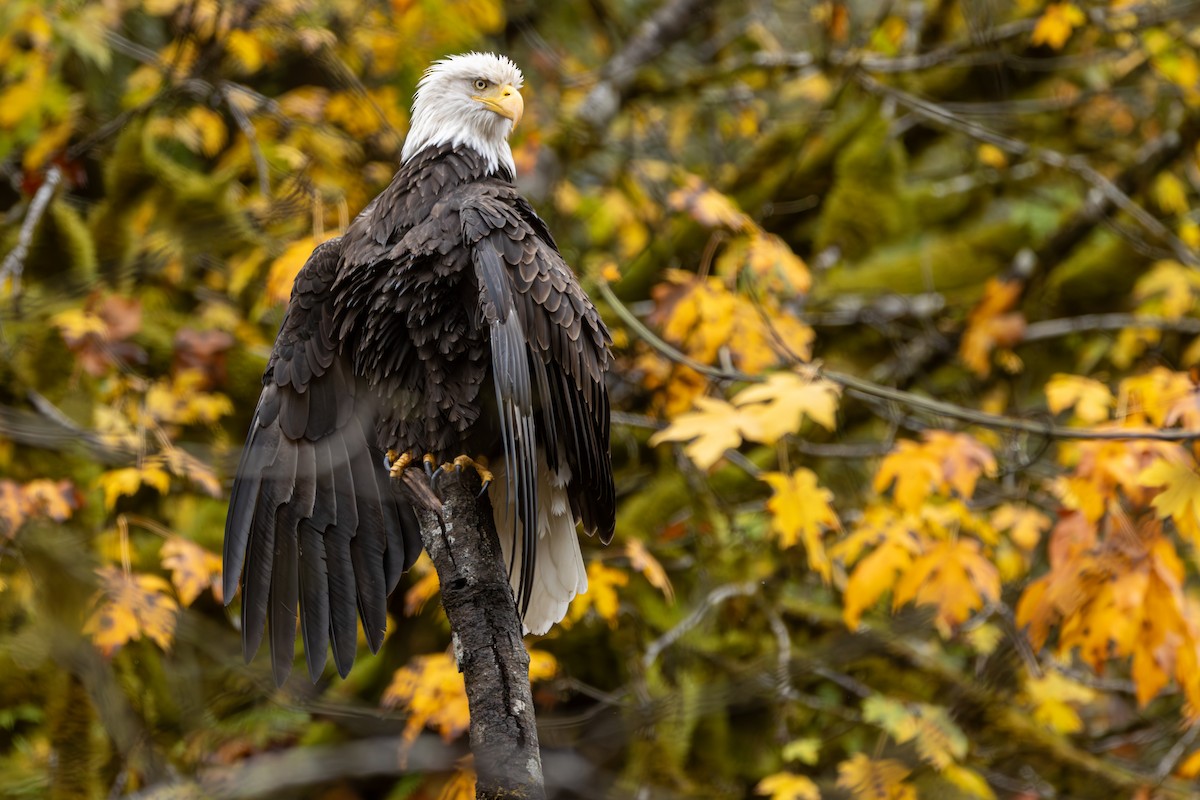 ハクトウワシ - ML644554550