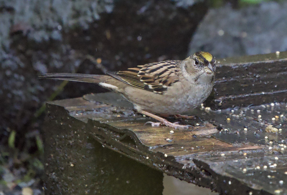 Chingolo Coronidorado - ML644554552