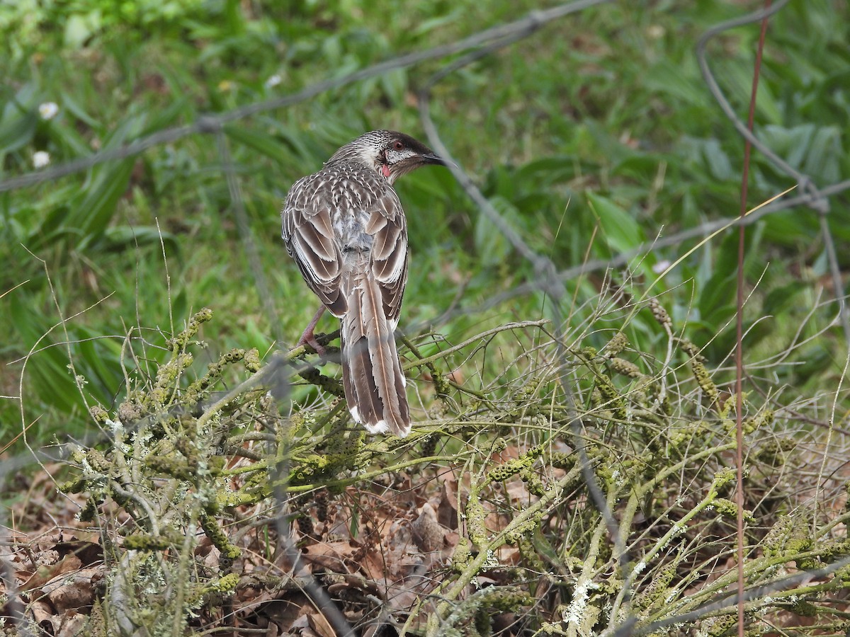 Red Wattlebird - ML644554553