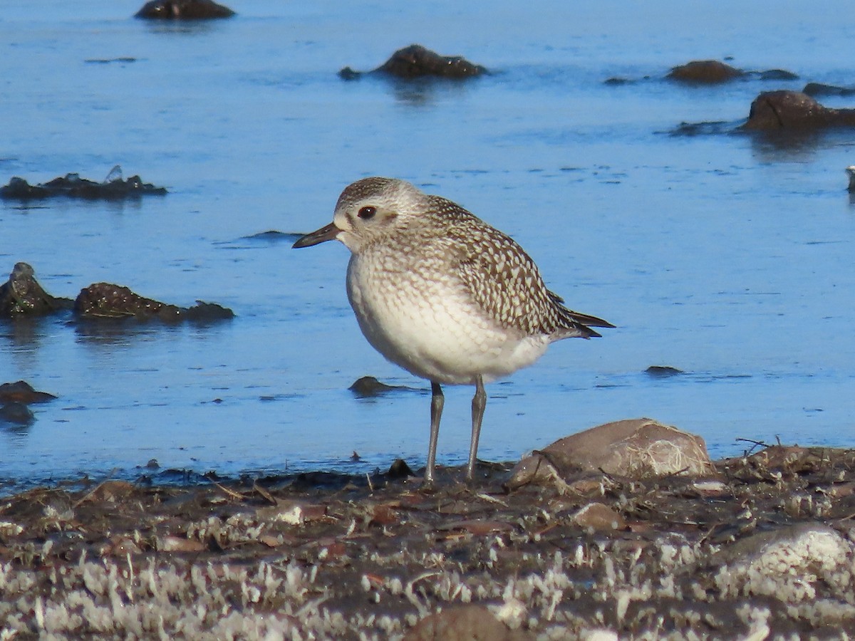 Txirri grisa - ML644554554