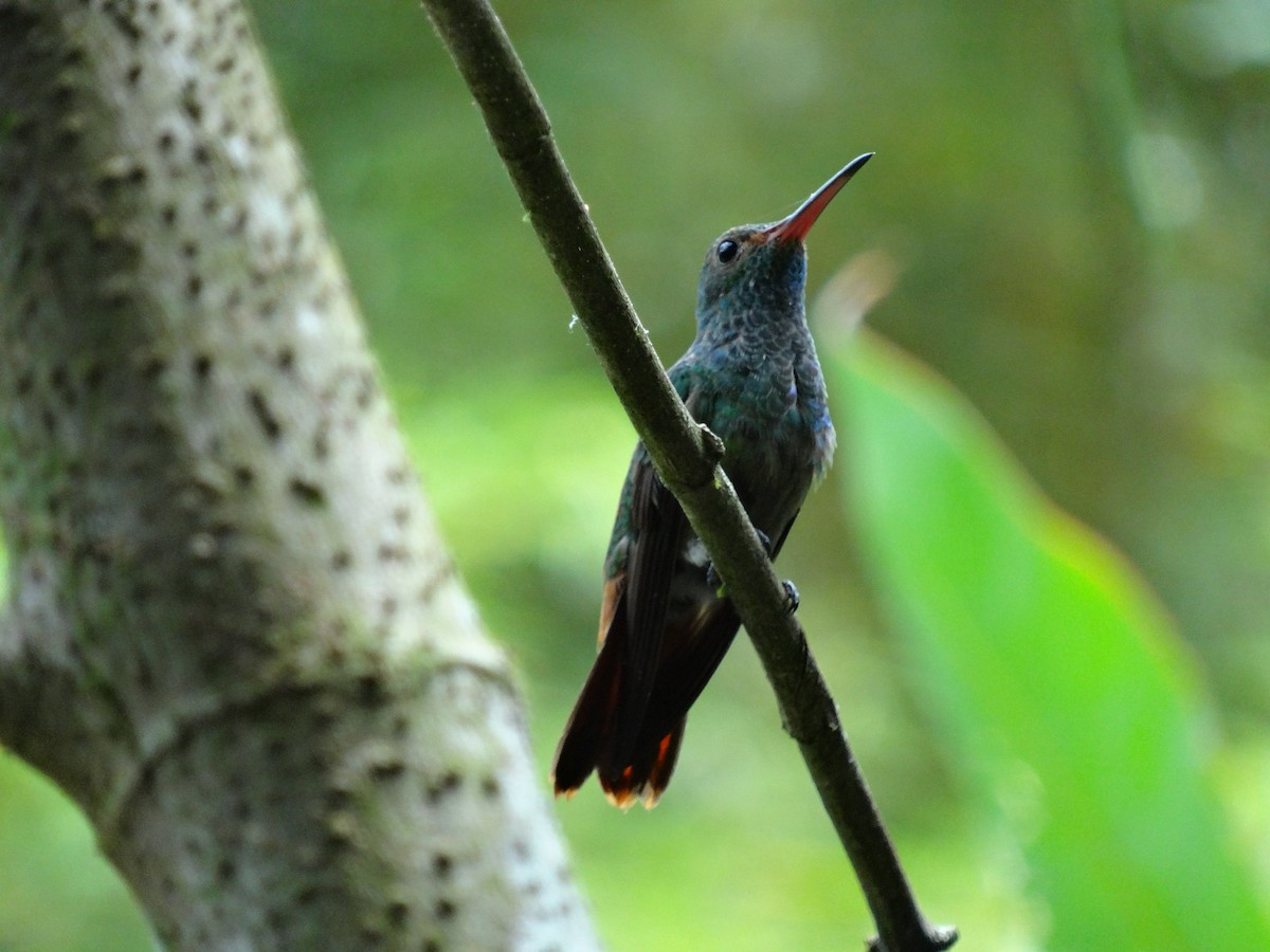 Rufous-tailed Hummingbird - ML644554556