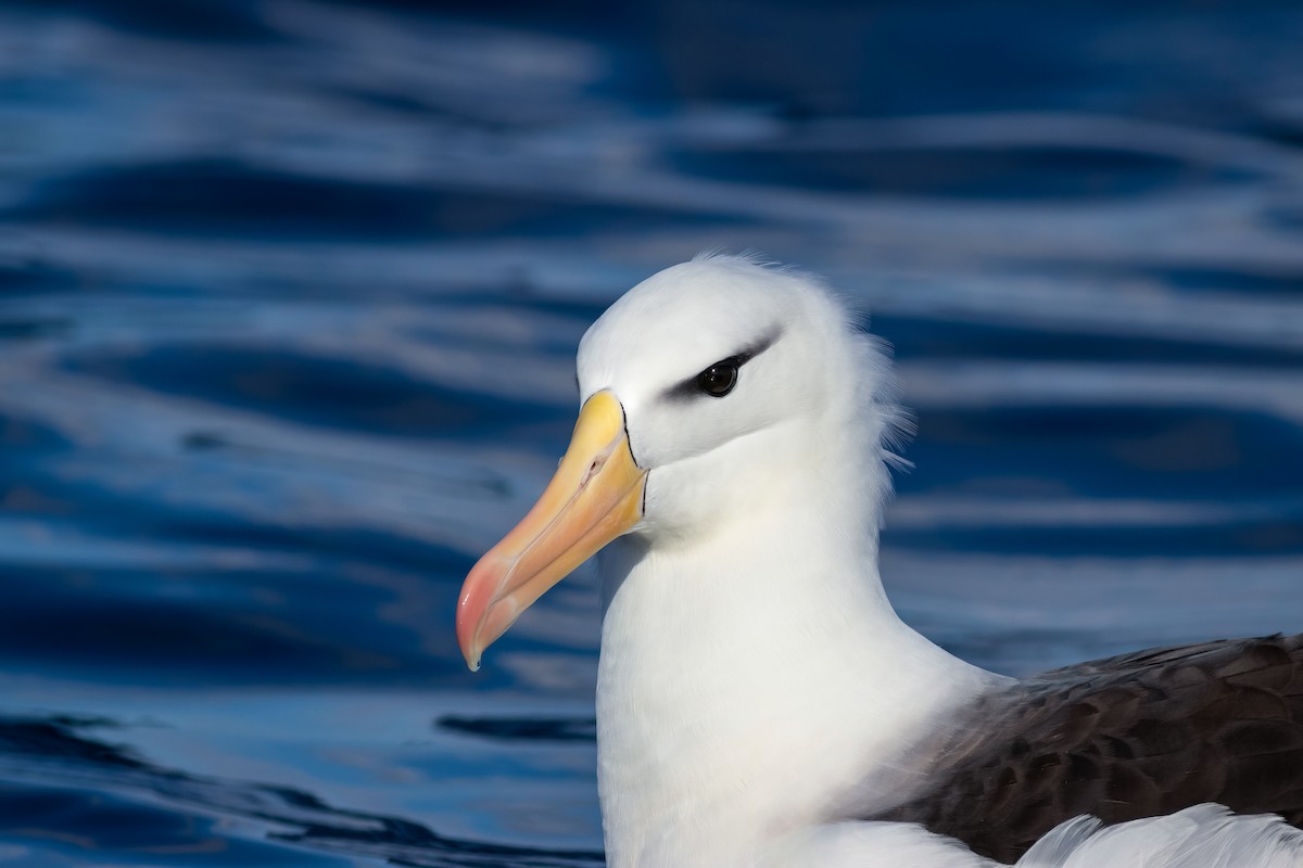 svartbrynalbatross (melanophris) - ML644554557
