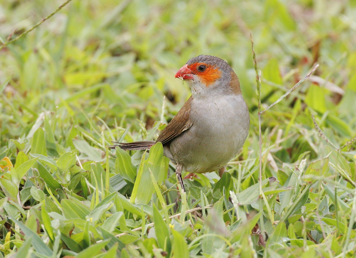 Astrild à joues orange - ML644554558