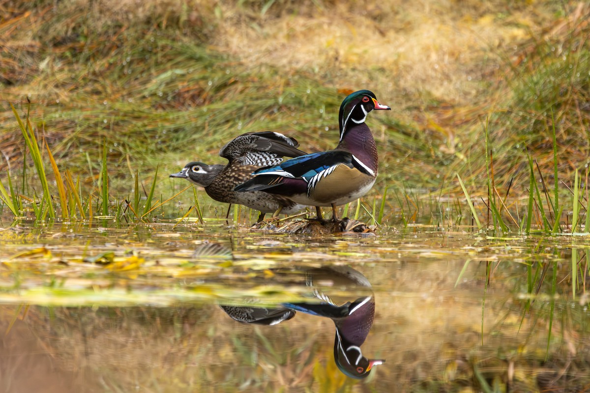 kachnička karolínská - ML644554560