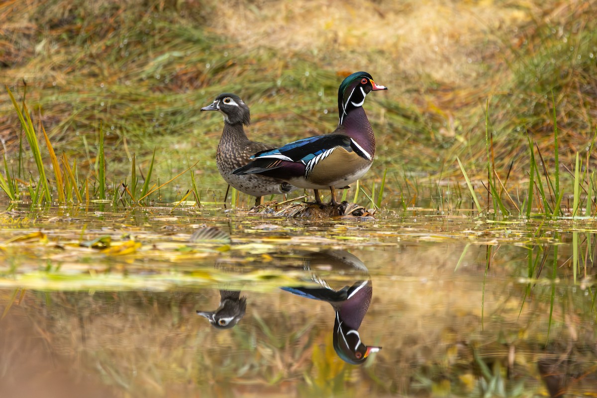 kachnička karolínská - ML644554561