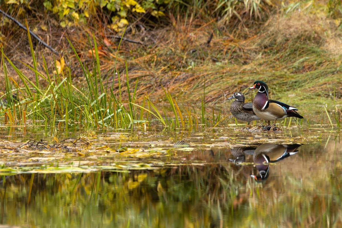 kachnička karolínská - ML644554562