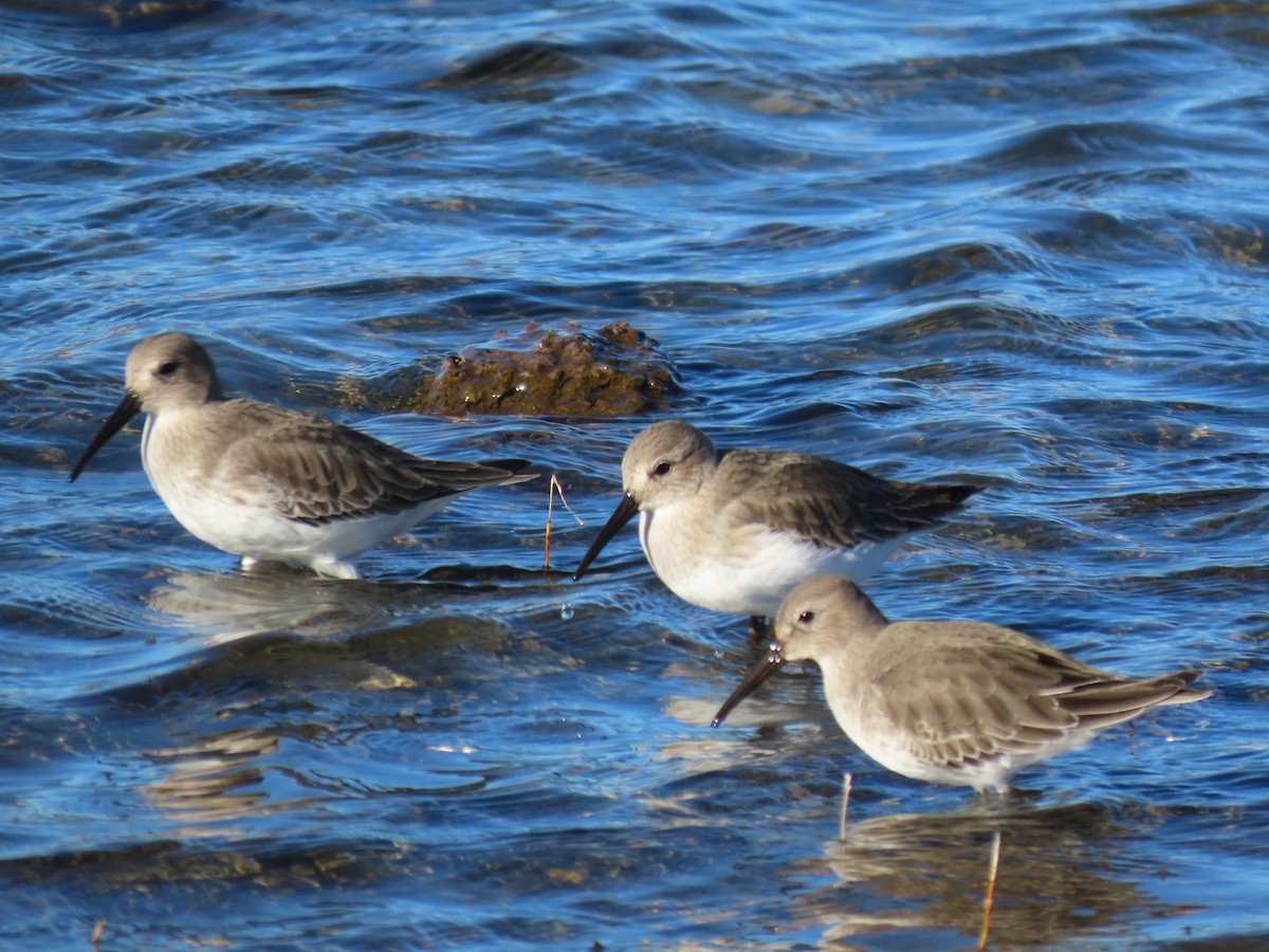 Alpenstrandläufer - ML644554563