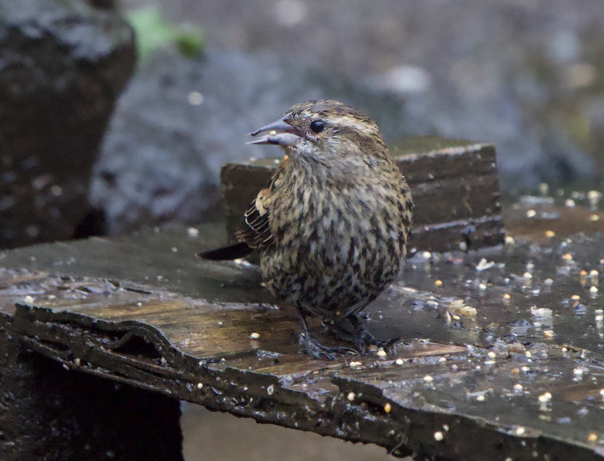 Sargento Alirrojo (grupo phoeniceus) - ML644554569