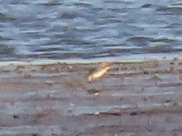 jespák tundrový - ML644554573