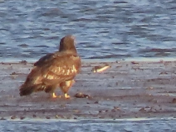 jespák tundrový - ML644554574