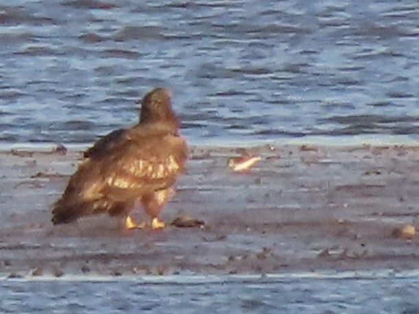 jespák tundrový - ML644554575