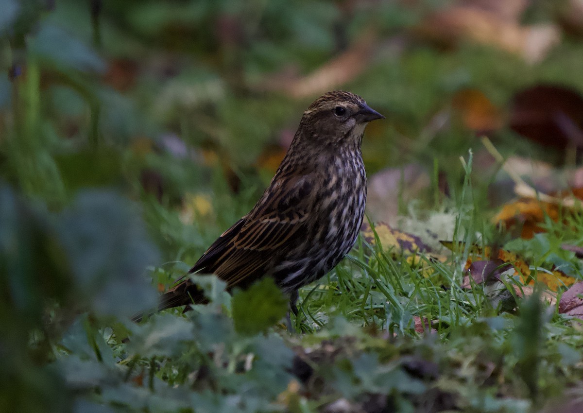 Sargento Alirrojo (grupo phoeniceus) - ML644554576