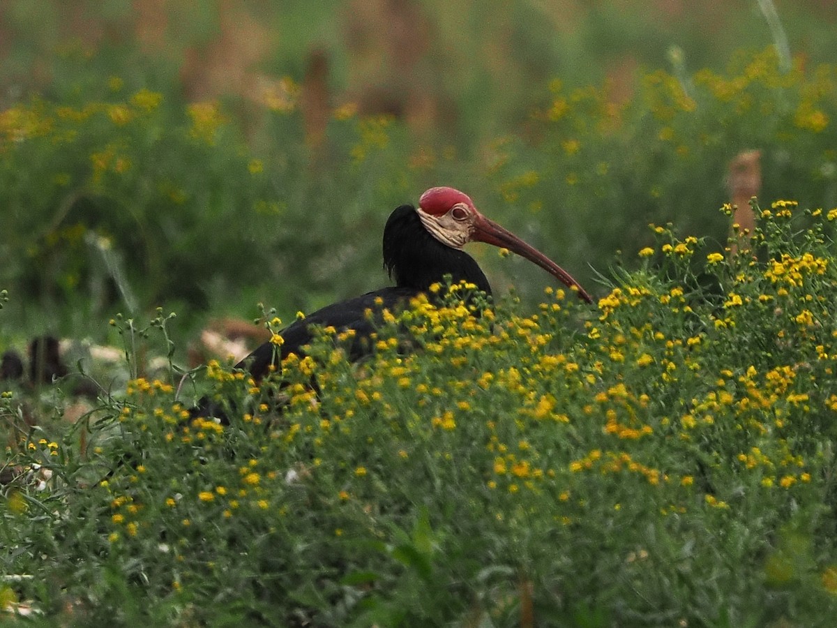 Southern Bald Ibis - ML644554577