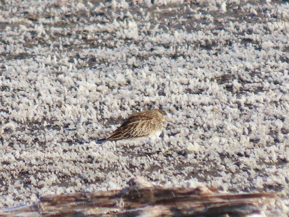 Txirri pektorala - ML644554578