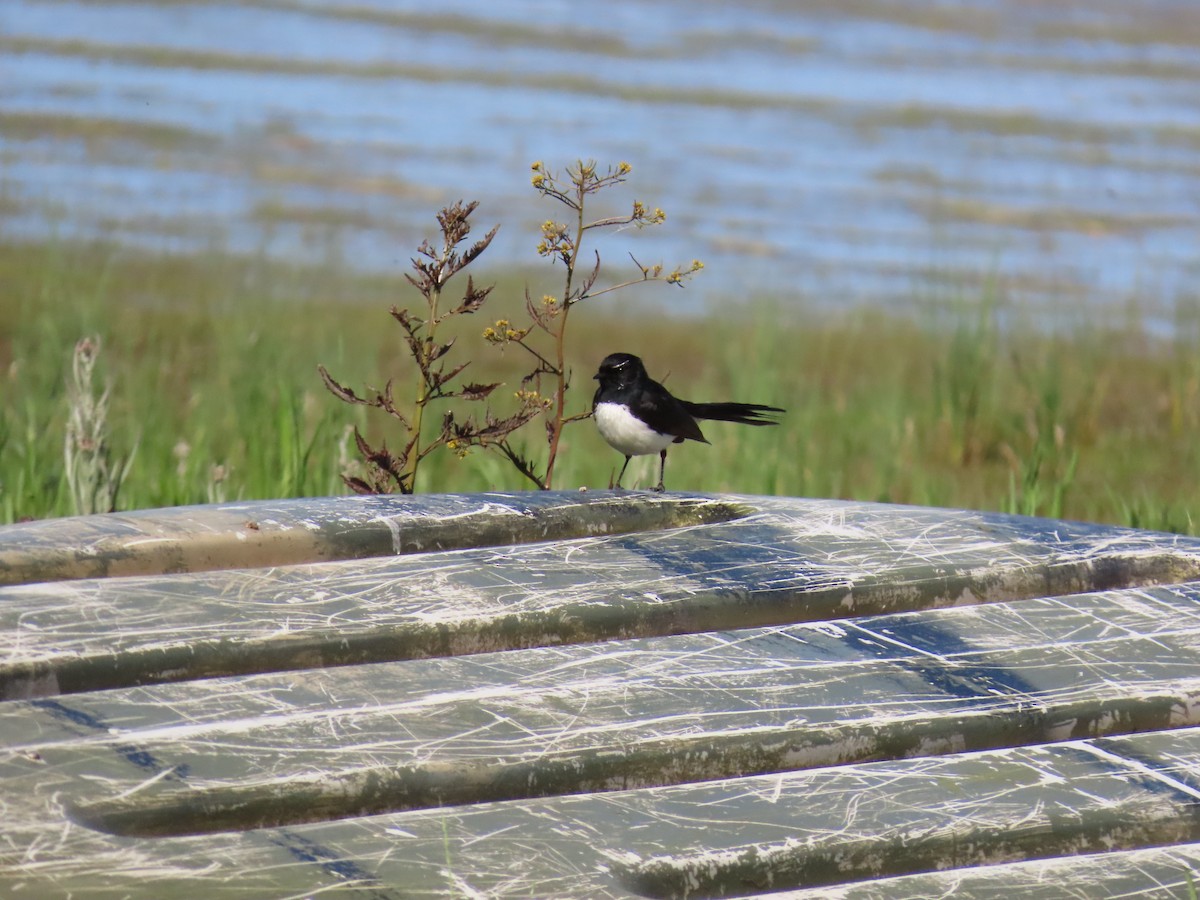Willie-wagtail - ML644554579