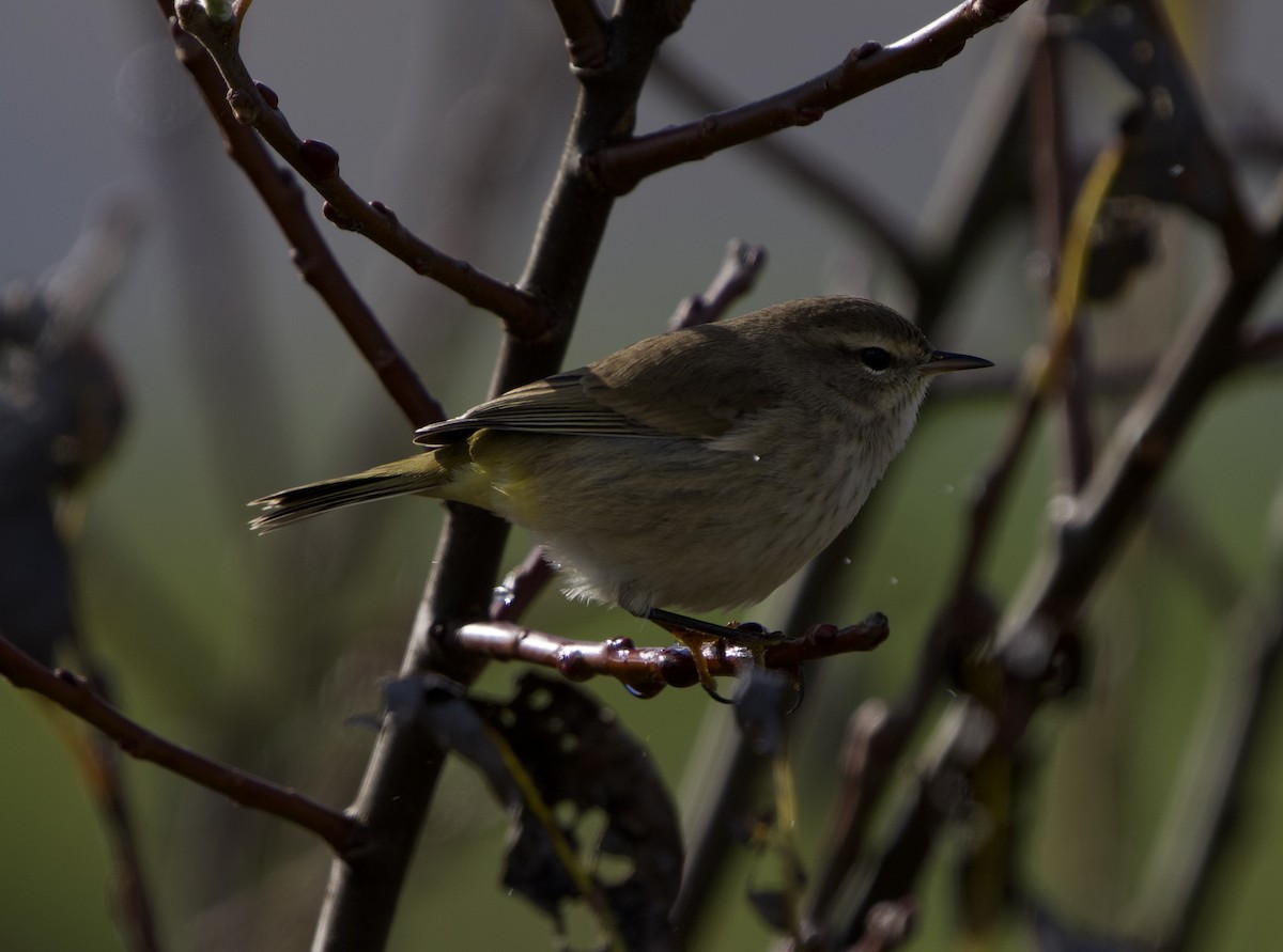 Reinita Palmera (Occidental) - ML644554580