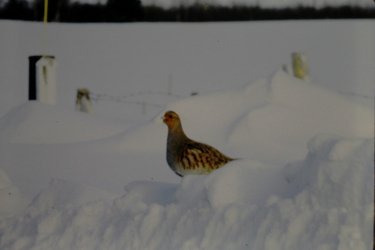Gray Partridge - ML644554581