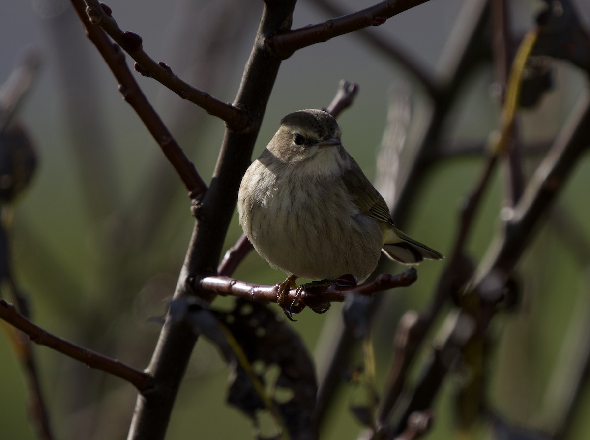 Reinita Palmera (Occidental) - ML644554582