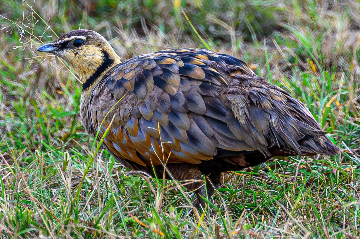 Желтогорлый рябок - ML644554583