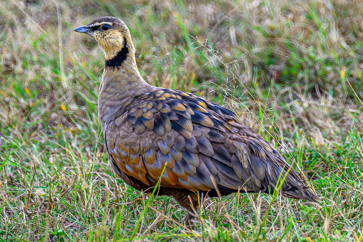 Желтогорлый рябок - ML644554584