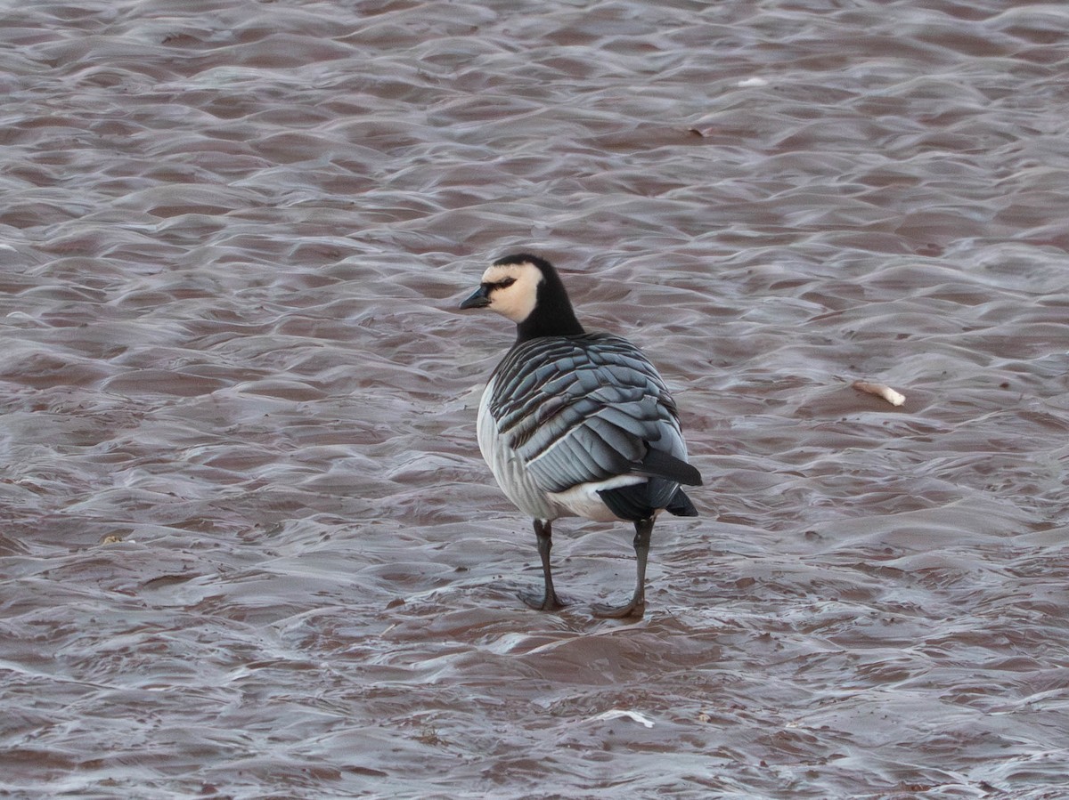 Barnacle Goose - ML644554585