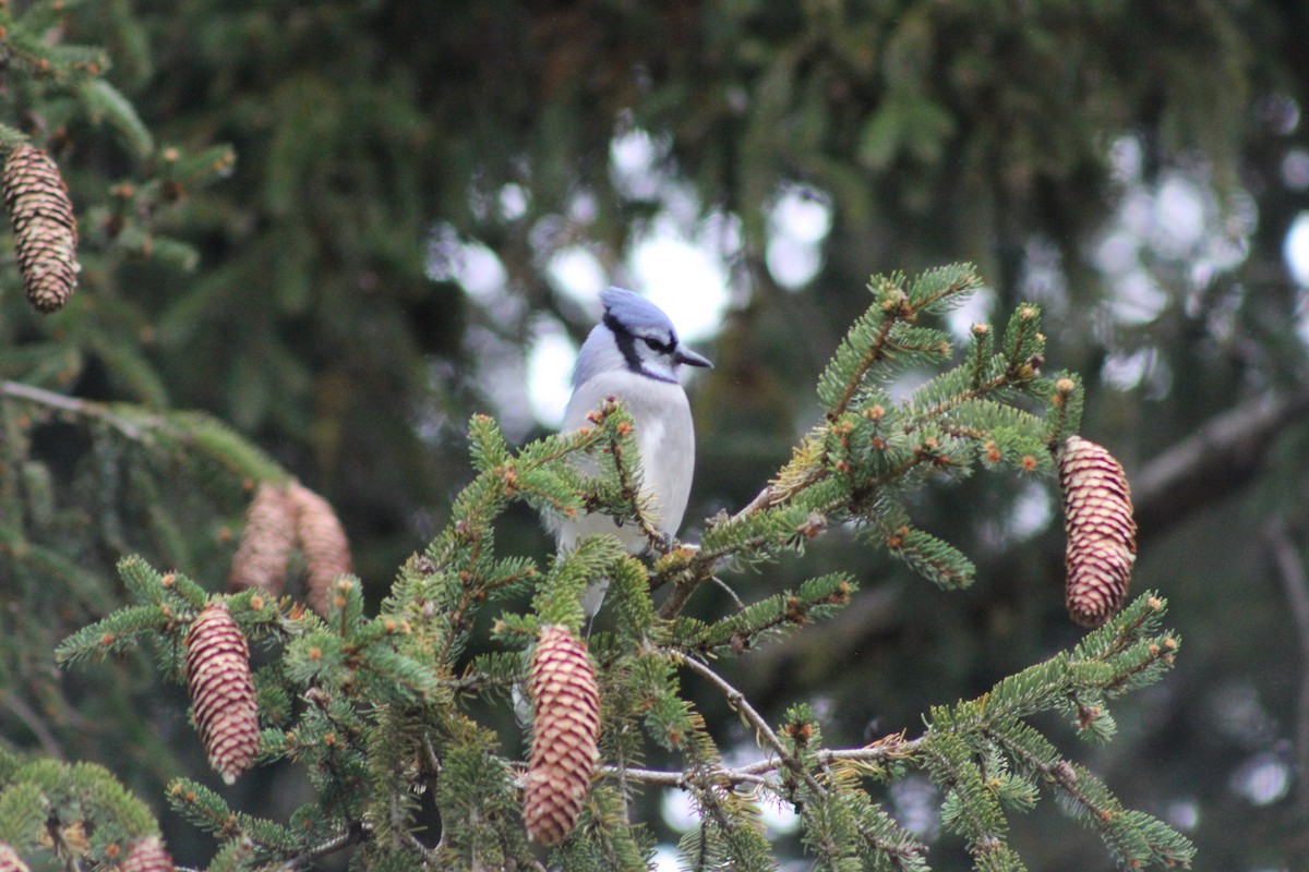 Сизойка блакитна - ML644554587