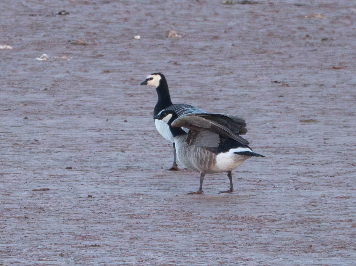 Barnacle Goose - ML644554594