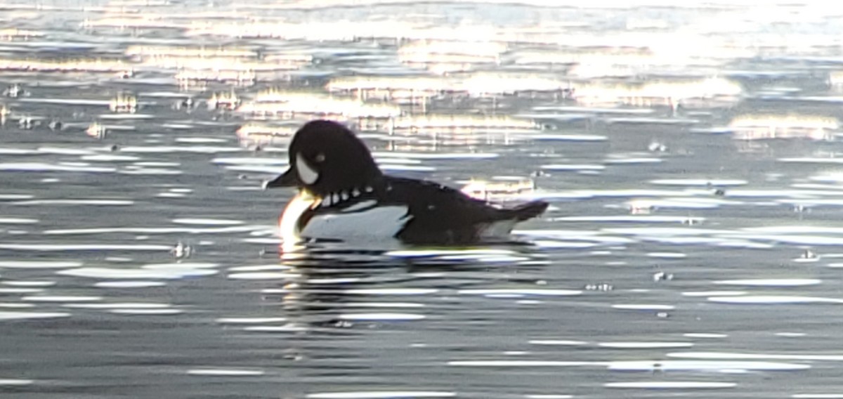 Barrow's Goldeneye - ML644554606