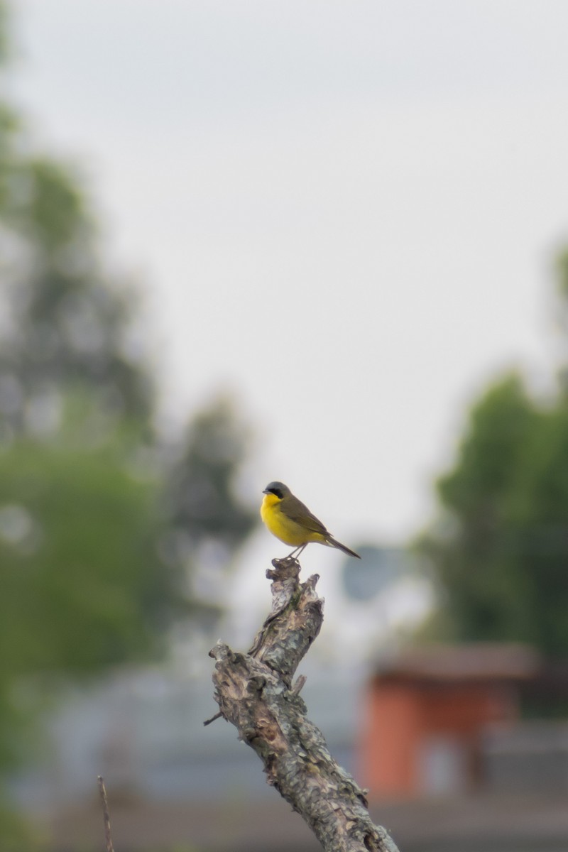 Paruline voilée - ML644554630