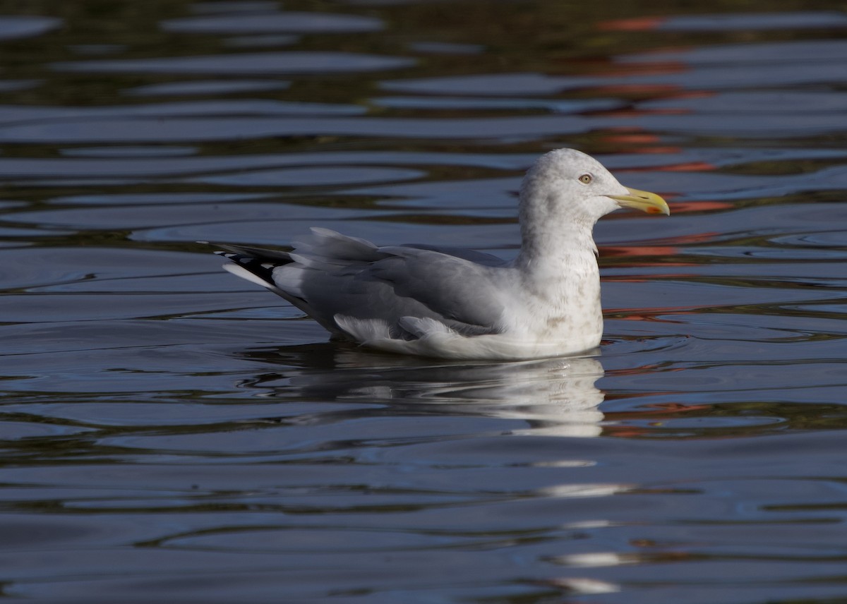 Gaviota Groenlandesa (Esquimal) - ML644554635