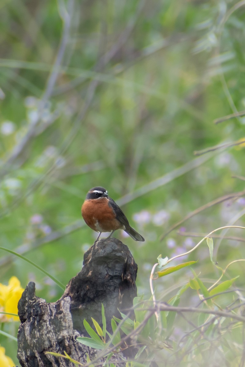 Black-and-rufous Warbling Finch - ML644554636