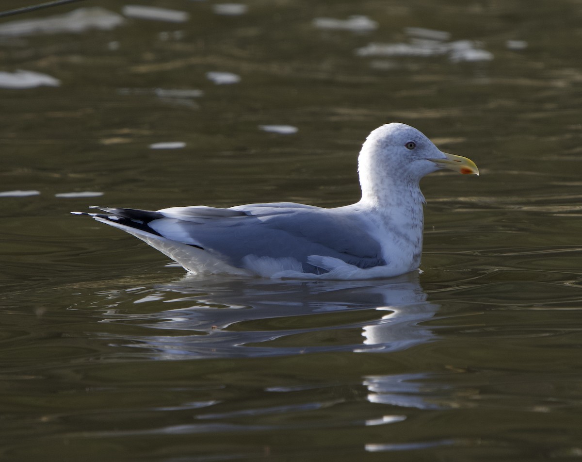 Gaviota Groenlandesa (Esquimal) - ML644554638
