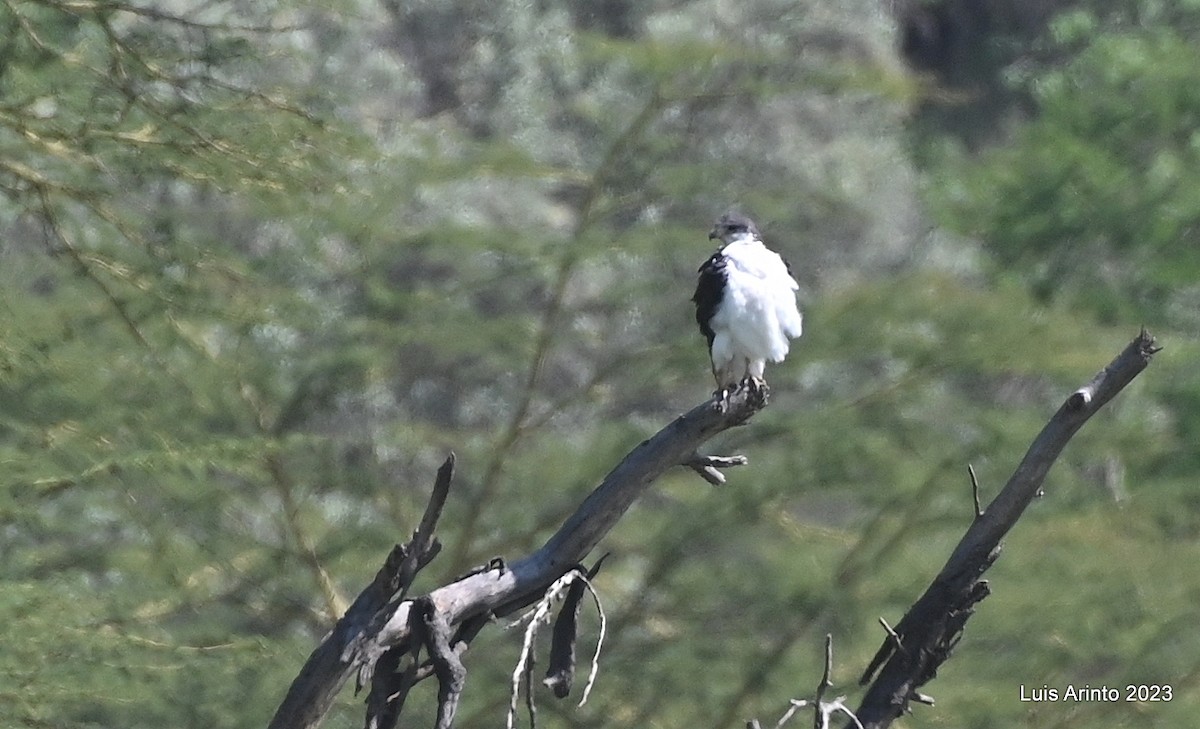 eagle sp. - ML644554639