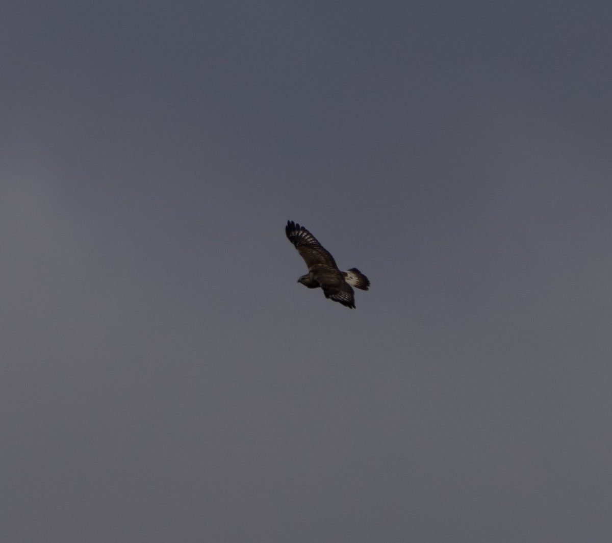 Busardo Calzado - ML644554650