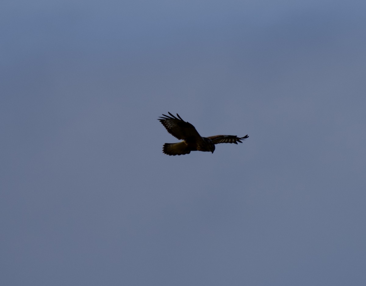 Busardo Calzado - ML644554652