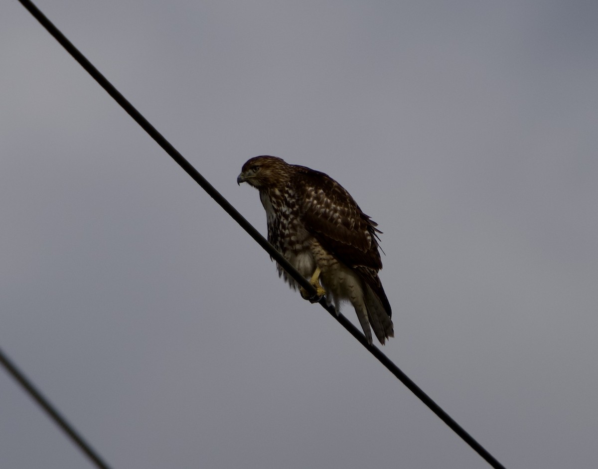 Busardo Colirrojo (calurus/alascensis) - ML644554654