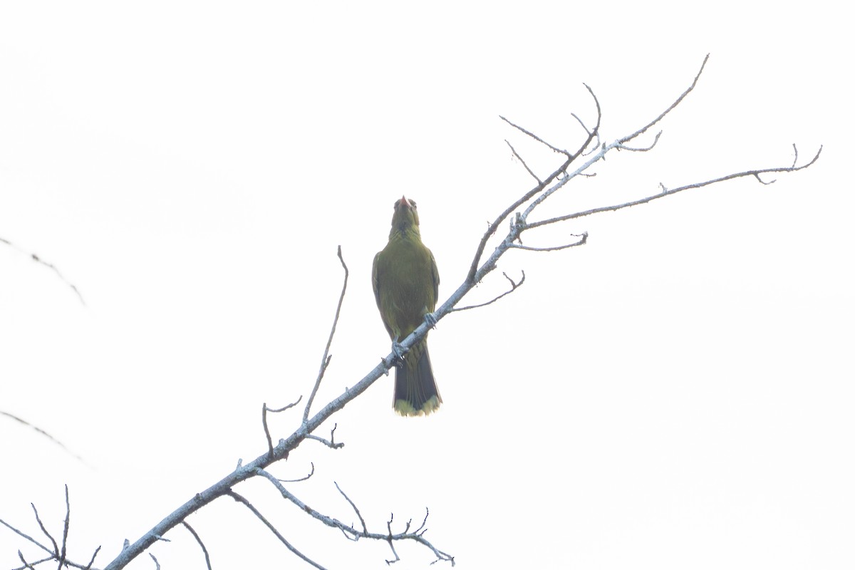 Green Oriole - ML644554655