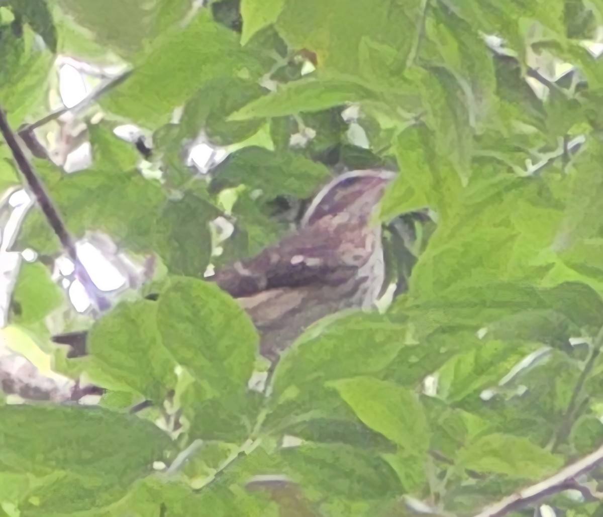 Rose-breasted Grosbeak - ML644554665
